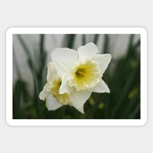 White and Yellow Daffodils, Early Spring Flowers Sticker